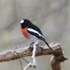 Petroica boodang (Scarlet Robin) at Albury - 21 Jul 2021 by PaulF