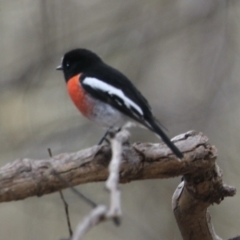 Petroica boodang at Springdale Heights, NSW - 21 Jul 2021