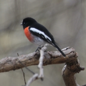 Petroica boodang at Springdale Heights, NSW - 21 Jul 2021