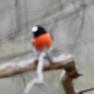 Petroica boodang at Springdale Heights, NSW - 21 Jul 2021