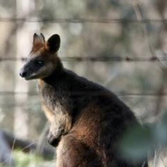 Wallabia bicolor (Swamp Wallaby) at Springdale Heights, NSW - 21 Jul 2021 by PaulF