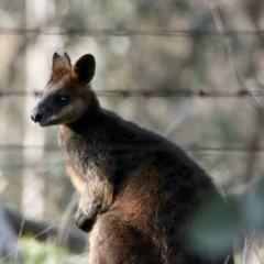 Wallabia bicolor (Swamp Wallaby) at Albury - 21 Jul 2021 by PaulF