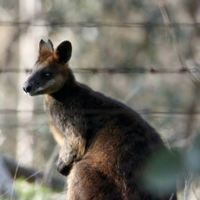 Wallabia bicolor (Swamp Wallaby) at Albury - 21 Jul 2021 by PaulF