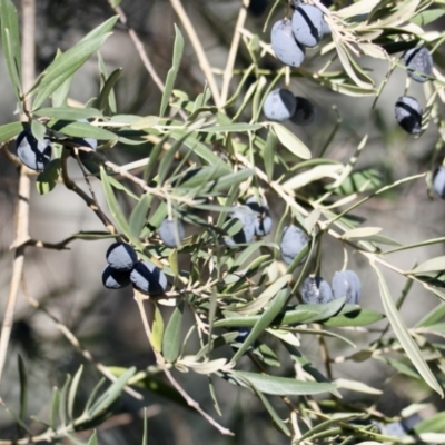Olea europaea (Common Olive) at Springdale Heights, NSW - 11 Jul 2021 by PaulF