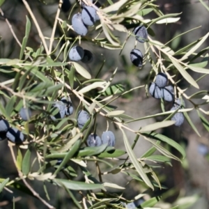 Olea europaea at Springdale Heights, NSW - 11 Jul 2021 02:10 PM