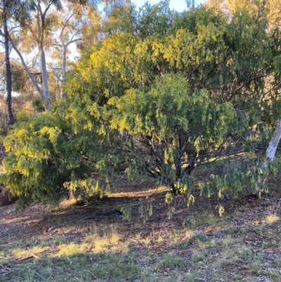 Acacia pravissima (Wedge-leaved Wattle, Ovens Wattle) at Hackett, ACT - 21 Jul 2021 by waltraud