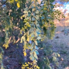 Acacia pravissima at Hackett, ACT - 21 Jul 2021 04:33 PM