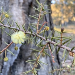 Acacia ulicifolia (Prickly Moses) at Hackett, ACT - 21 Jul 2021 by waltraud