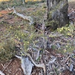 Acacia ulicifolia at Hackett, ACT - 21 Jul 2021