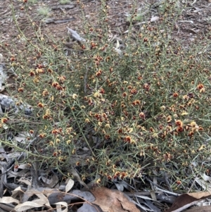 Daviesia genistifolia at Hackett, ACT - 21 Jul 2021 04:46 PM