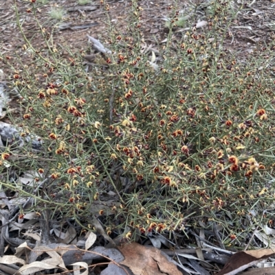 Daviesia genistifolia (Broom Bitter Pea) at Hackett, ACT - 21 Jul 2021 by waltraud