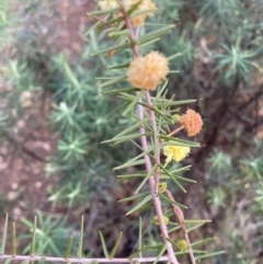 Acacia ulicifolia (Prickly Moses) at Hackett, ACT - 21 Jul 2021 by waltraud