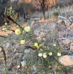 Acacia ulicifolia at Hackett, ACT - 21 Jul 2021