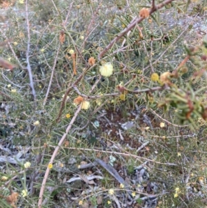 Acacia ulicifolia at Hackett, ACT - 21 Jul 2021 04:52 PM