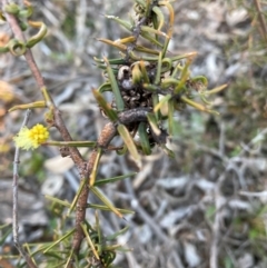 Acacia ulicifolia at Hackett, ACT - 21 Jul 2021