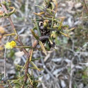 Acacia ulicifolia at Hackett, ACT - 21 Jul 2021 04:52 PM