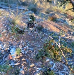 Acacia ulicifolia at Hackett, ACT - 21 Jul 2021