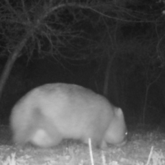 Vombatus ursinus (Common wombat, Bare-nosed Wombat) at Mongarlowe, NSW - 5 Jul 2021 by LisaH