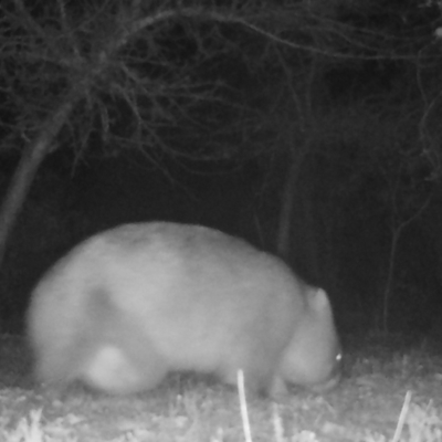 Vombatus ursinus (Common wombat, Bare-nosed Wombat) at Mongarlowe River - 4 Jul 2021 by LisaH