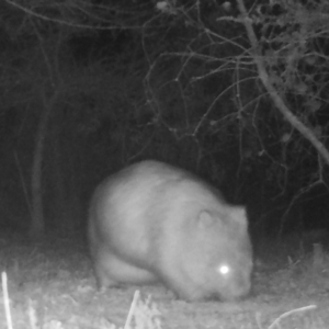 Vombatus ursinus at Mongarlowe, NSW - suppressed