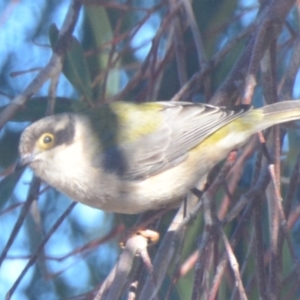 Melithreptus brevirostris at Boro, NSW - 22 Jul 2021