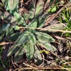 Plantago varia (Native Plaintain) at Saint Marks Grassland - Barton ACT - 22 Jul 2021 by Jiggy