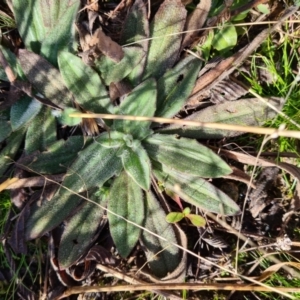 Plantago varia at Barton, ACT - 22 Jul 2021