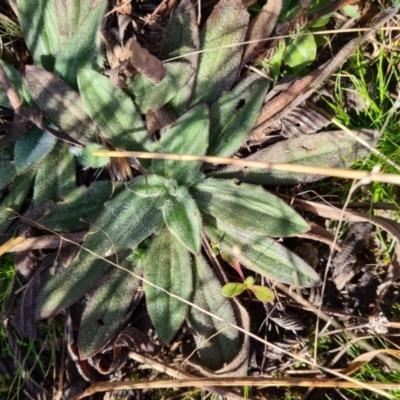 Plantago varia (Native Plaintain) at Barton, ACT - 22 Jul 2021 by Jiggy