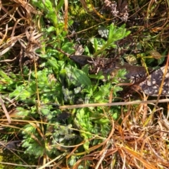 Leptorhynchos squamatus subsp. squamatus (Scaly Buttons) at Saint Mark's Grassland, Barton - 22 Jul 2021 by Jiggy