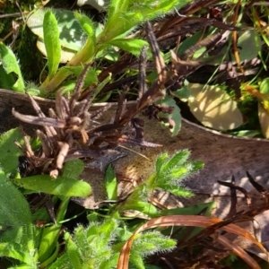 Leptorhynchos squamatus subsp. squamatus at Barton, ACT - 22 Jul 2021