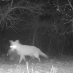 Vulpes vulpes (Red Fox) at Mongarlowe, NSW - 6 Jul 2021 by LisaH