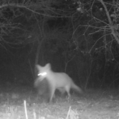 Vulpes vulpes at Mongarlowe, NSW - 7 Jul 2021