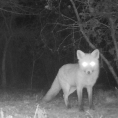 Vulpes vulpes at Mongarlowe, NSW - 7 Jul 2021