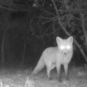 Vulpes vulpes at Mongarlowe, NSW - 7 Jul 2021