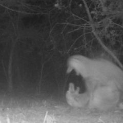 Vulpes vulpes at Mongarlowe, NSW - 7 Jul 2021