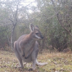 Notamacropus rufogriseus (Red-necked Wallaby) at Mongarlowe, NSW - 8 Jul 2021 by LisaH