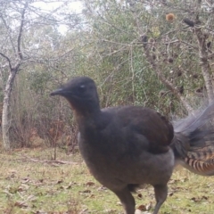 Menura novaehollandiae (Superb Lyrebird) at Mongarlowe, NSW - 16 Jul 2021 by LisaH