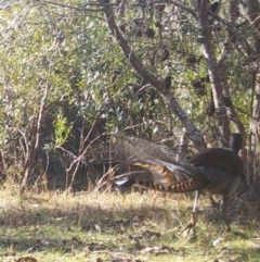 Menura novaehollandiae at Mongarlowe, NSW - suppressed