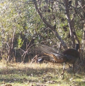 Menura novaehollandiae at Mongarlowe, NSW - 16 Jul 2021