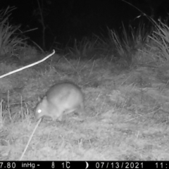 Perameles nasuta (Long-nosed Bandicoot) at QPRC LGA - 18 Jul 2021 by LisaH