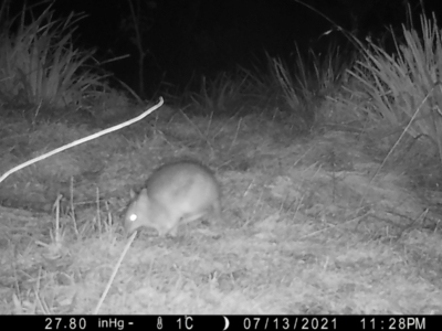 Perameles nasuta (Long-nosed Bandicoot) at Mongarlowe, NSW - 18 Jul 2021 by LisaH