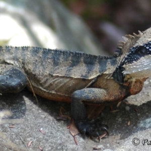 Intellagama lesueurii lesueurii at Blue Mountains National Park, NSW - suppressed