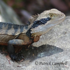 Intellagama lesueurii lesueurii at Blue Mountains National Park, NSW - suppressed