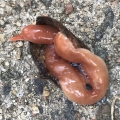 Australoplana alba (A flatworm) at Lyneham, ACT - 22 Jul 2021 by MattFox