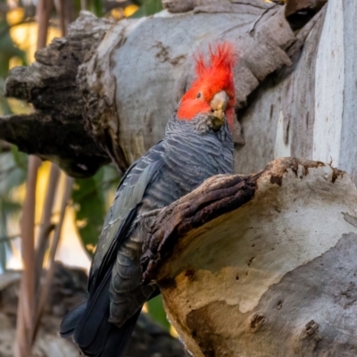 Callocephalon fimbriatum (Gang-gang Cockatoo) at Uriarra, NSW - 21 Jul 2021 by trevsci