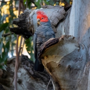 Callocephalon fimbriatum at Uriarra, NSW - 21 Jul 2021