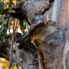 Callocephalon fimbriatum at Uriarra, NSW - suppressed