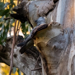 Callocephalon fimbriatum at Uriarra, NSW - suppressed