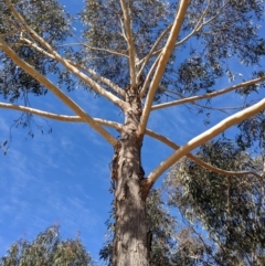 Eucalyptus sieberi (Silvertop Ash) at QPRC LGA - 22 Jul 2021 by camcols