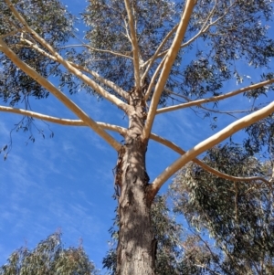 Eucalyptus sieberi at QPRC LGA - suppressed